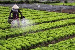 phân bón lá sinh học cho rau
