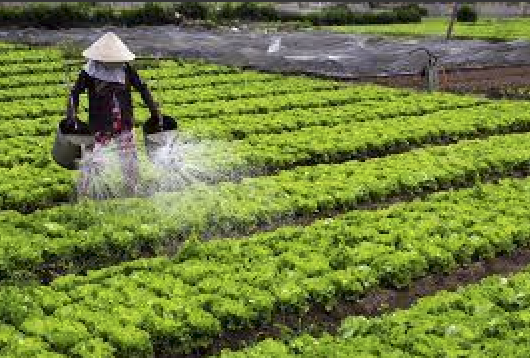phân bón lá sinh học cho rau