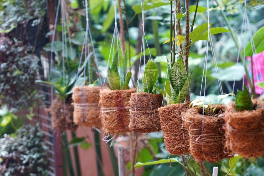Thuốc kích rễ có thể giúp tăng cường sự phát triển của rễ cây, từ đó giúp cây có thể hấp thụ được nhiều dinh dưỡng