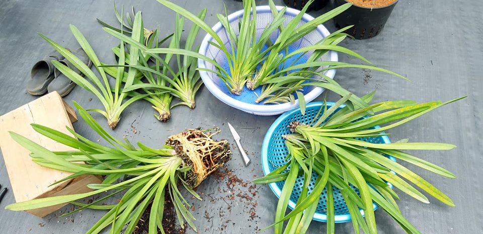 Thay vì tiếp tục để cây trên một chậu cũ, việc tách chậu và kích rễ Lan Kiếm có thể giúp nó có môi trường mới, thông thoáng hơn để phát triển.