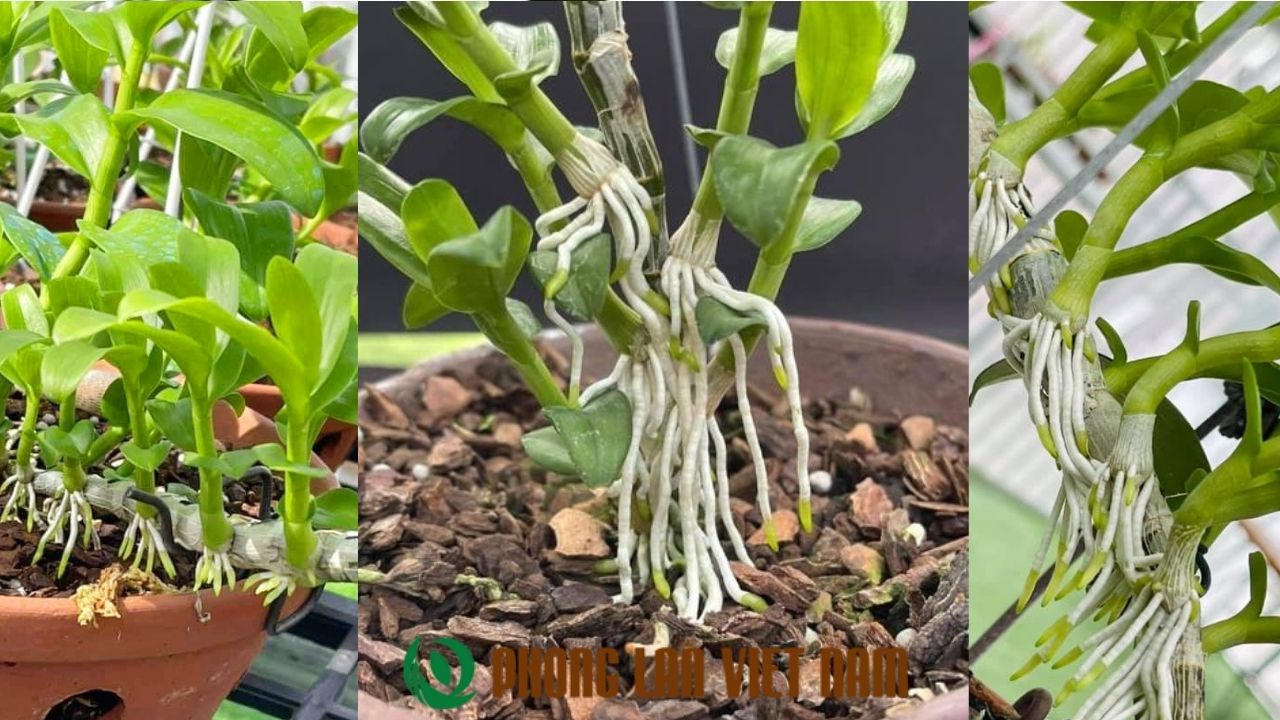 Trước khi bắt đầu trồng Lan Phi Điệp, việc tìm hiểu về kích rễ lan phi điệp là vô cùng quan trọng.