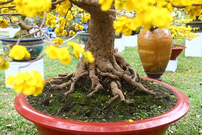 Khi bắt đầu sử dụng phân bón kích rễ cho mai, hãy đảm bảo rằng cây đã được tưới nước đầy đủ trước đó.