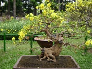 thuốc kích rễ mai cực mạnh