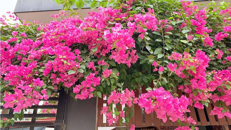 Thuốc kích rễ hoa giấy là một yếu tố không thể thiếu trong quá trình tạo ra cây con mạnh mẽ.