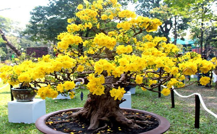 thuốc kích rễ cho cây mai