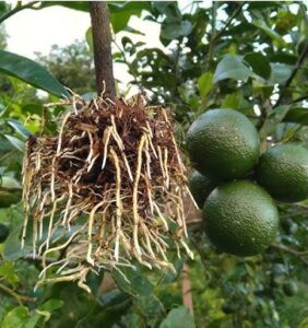 tác hại của thuốc kích rễ