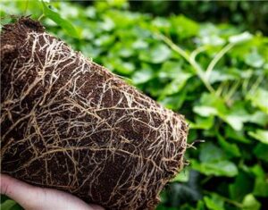 thuốc kích mọc rễ
