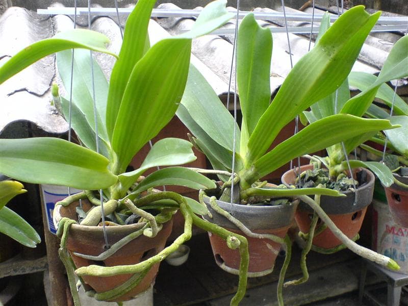 cách kích rễ cho lan đai châu