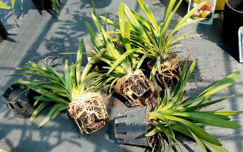 cách kích rễ cho lan kiếm