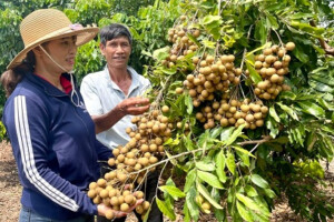 su dung thuoc tang truong cho cay an qua 1