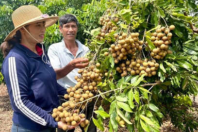 su dung thuoc tang truong cho cay an qua 1