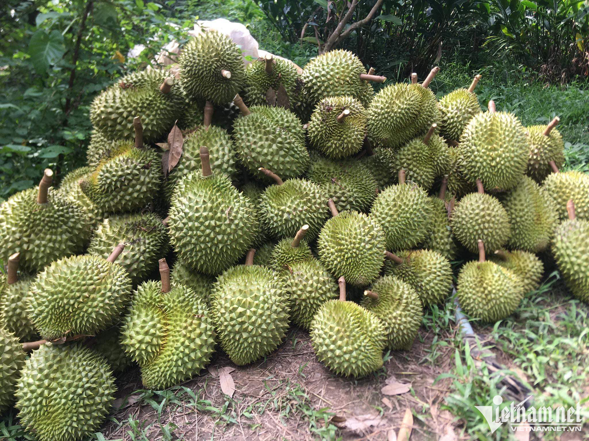 thuoc tang truong cho cay an trai 1