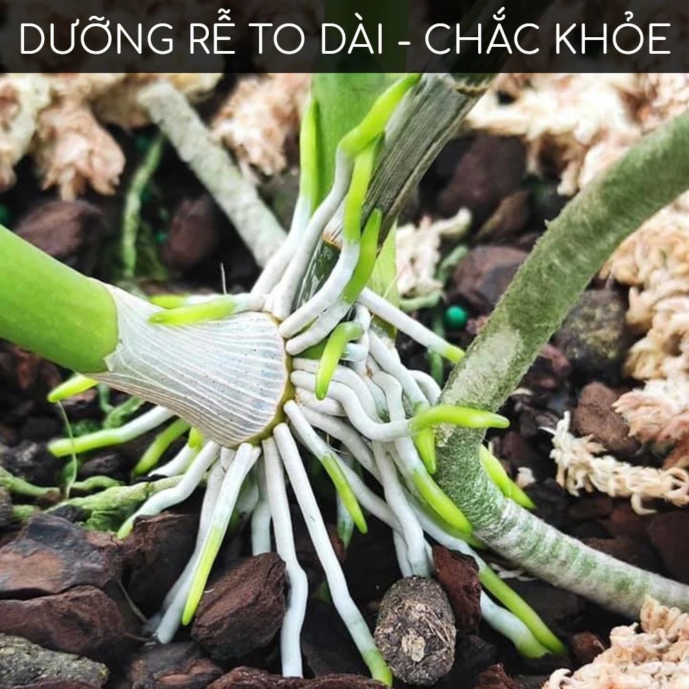 kich re cho phong lan 2