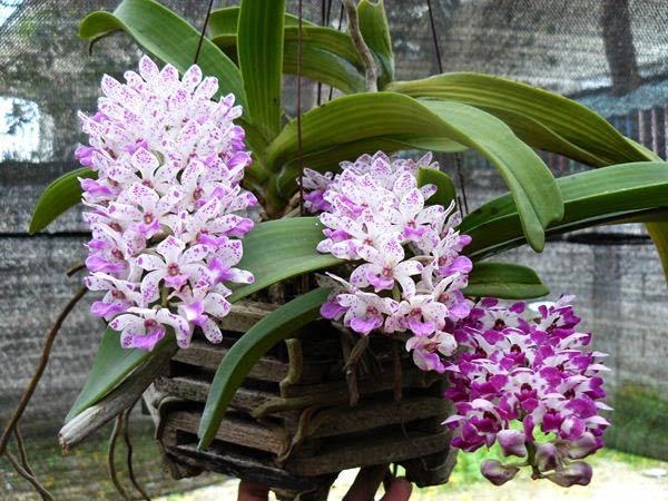 ngam kich re lan bao lau 4