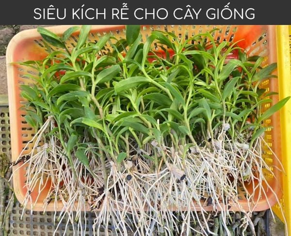 ngam thuoc kich re 3