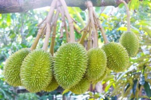 cay sau rieng co luong sinh truong tot khi luong mua 2000mm nam