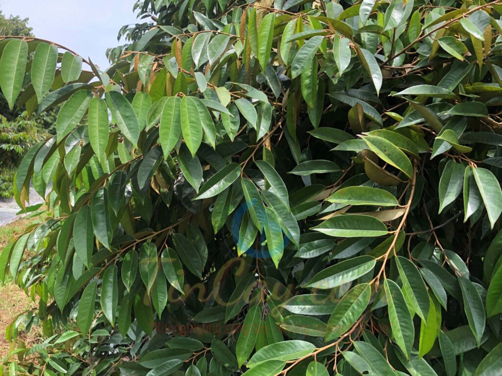 cong dung cua lan mkp paclo kali tren lam bong sau rieng 01