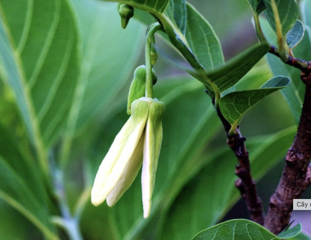 Bung đọt mãng cầu