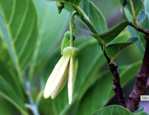 Bung đọt mãng cầu