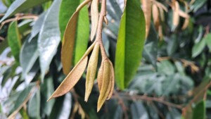 đi đọt sầu riêng