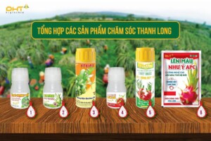 chăm sóc thanh long