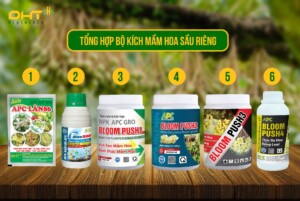 mầm hoa sầu riêng